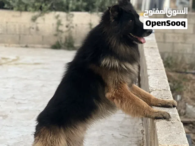 جوز جيرمن مستوى مرتب