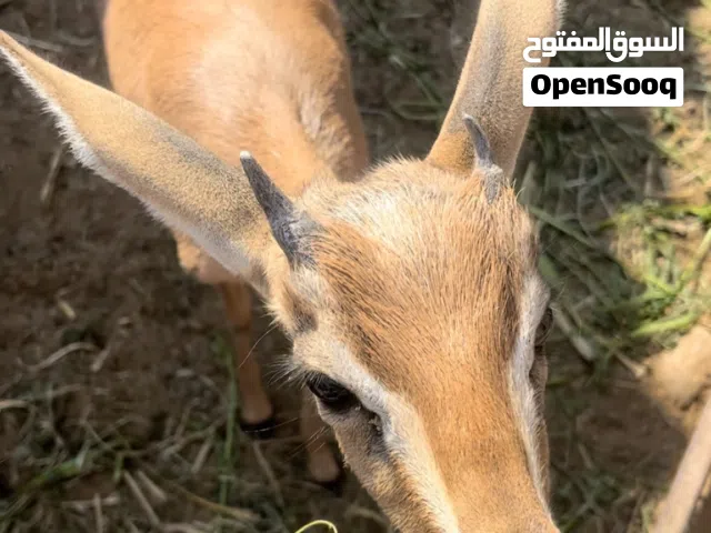 غزال الديماني