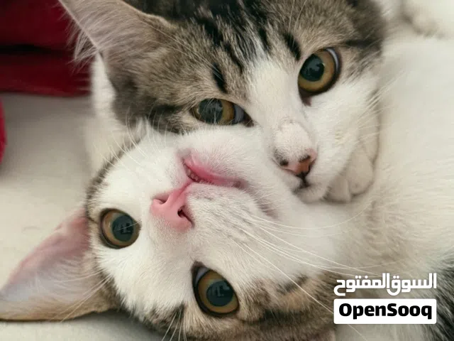 قطط للتبني