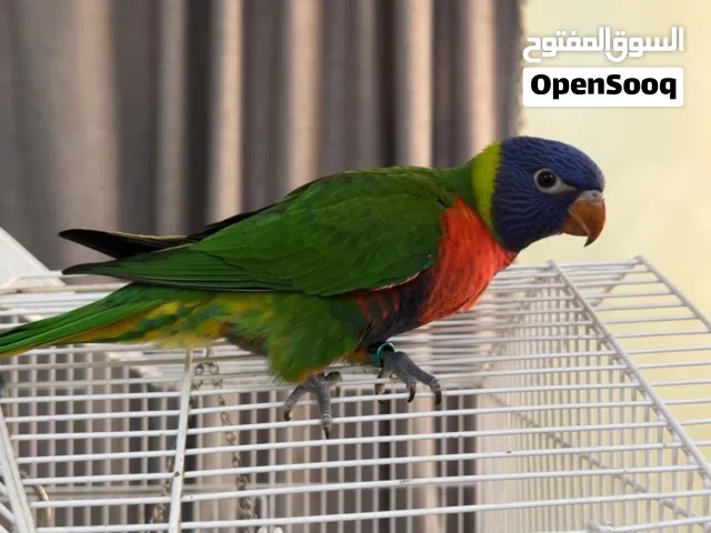 لوري هدد واليف جدا