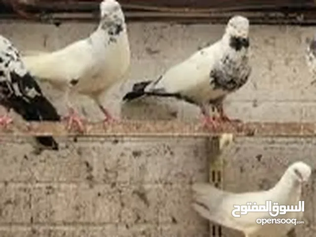 للبيع حمام ( الزوج 2 دينار )