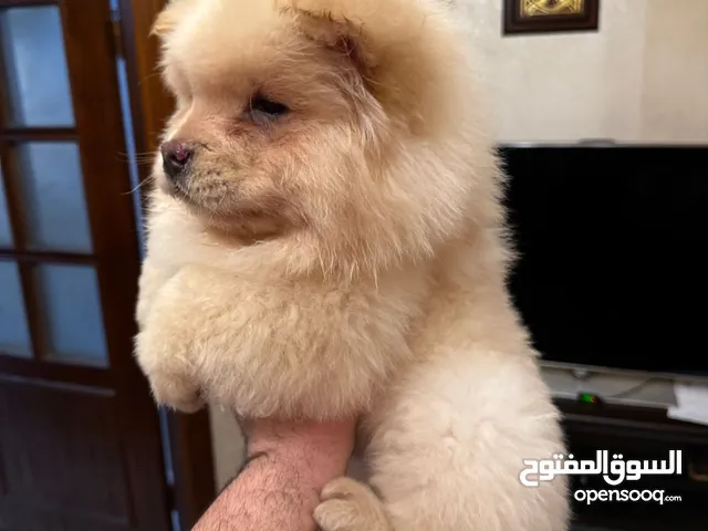 جرو تشاو تشاو لعوب للبيع