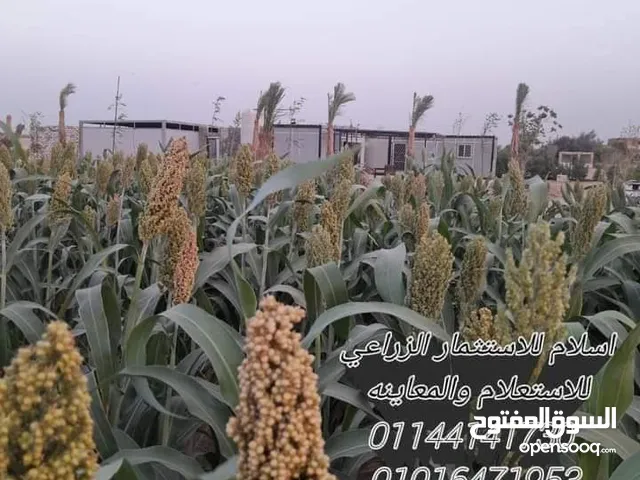 Farm Land for Sale in Giza Al-Ayyat