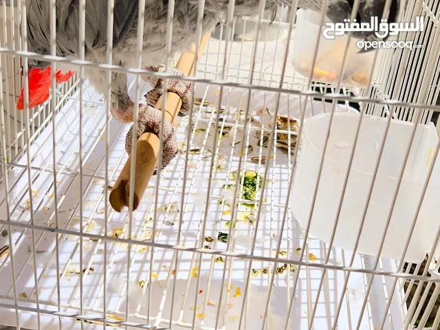 ببغاء كاسكو