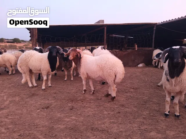 أضاحي للبيع
