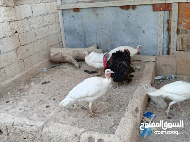 حبش العدد اربع حبشات لون ابيض وديك حبش اسود كلو شغال