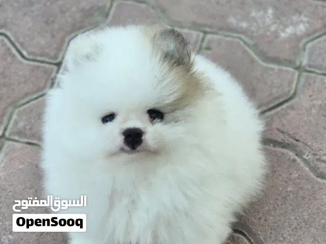 Pomeranian puppy male, 2 month old