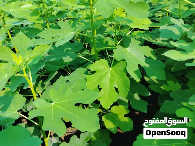 شتلات تين براون تركي