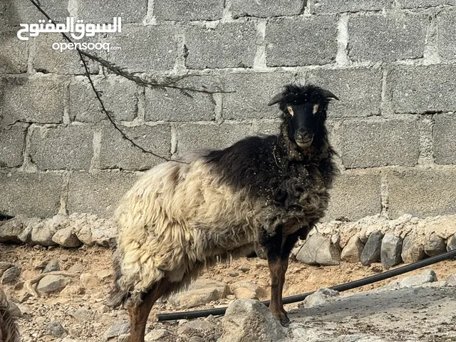 الي يدور الزين البيع كبش عماني اصل  من جبال وادي السحتن  عمره تقريباً 9 شهور