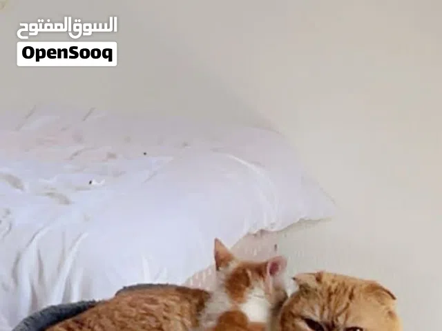 قط سكوتش فولد للتزاوج في مصراتة