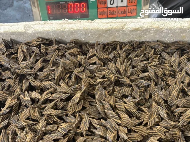عود تايقر درجه اولى ممتاز وريحه جنان