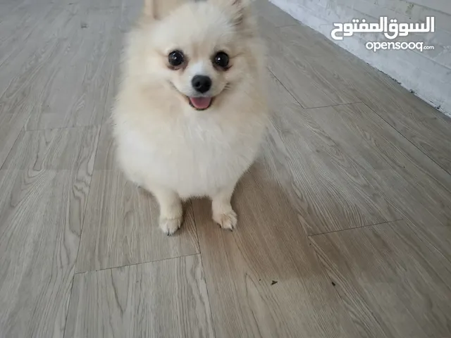 beautiful Teacup female pomeranian 8th months 3500Aed