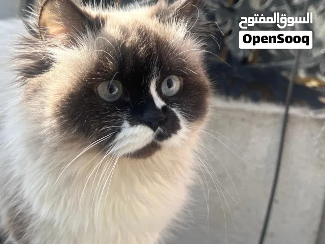 قطه هملايا للبيع