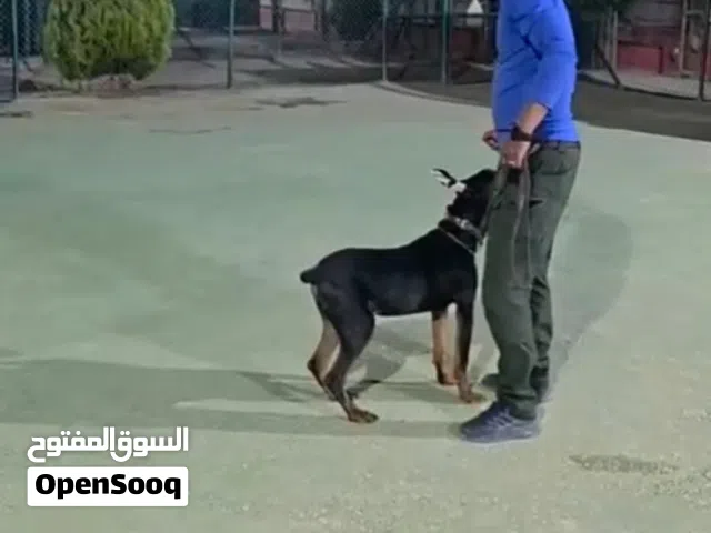 Doberman  ذكر دوبرمان مستوى عالي مع جميع المطاعيم