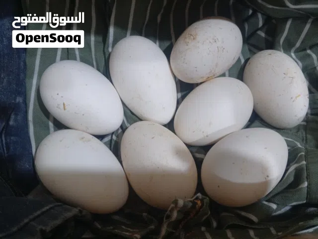 بيض وز كوبرا لعد 8 لمكان لبصرة ابو لخصيب  لبهادرية