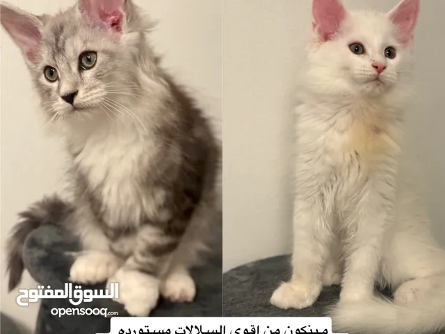Mainecoon poly and classic مينكون