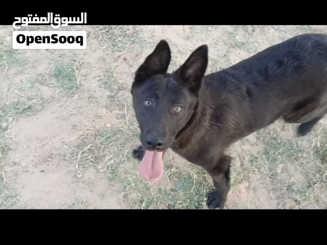جرو ذكر ملينوا