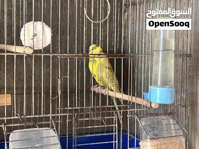 متوفر زوز كوبيات بقلينو