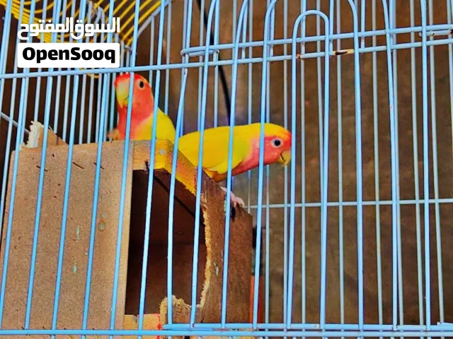 زوج غندورات روز الامريكي مو العادي