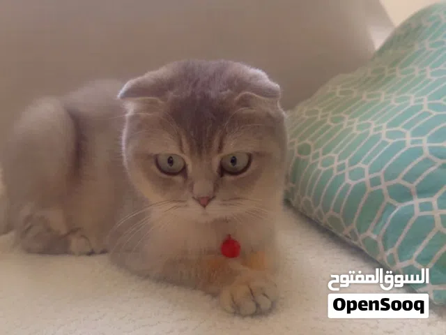 انثى سكوتش فولد لون رمادي مطعمه وهادئه بصحه جيده جدا