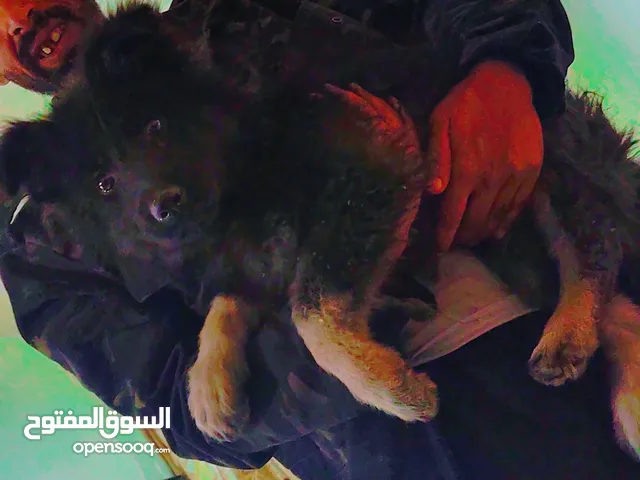 جرو جيرمن سته مخالب