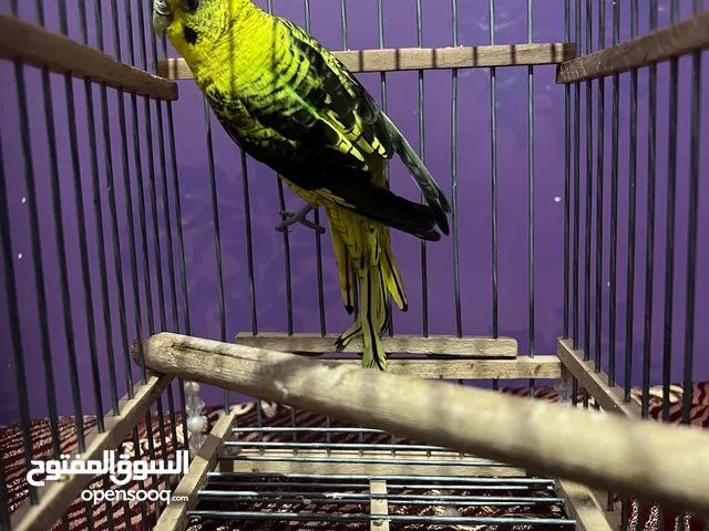 بيروش بلاك وينق