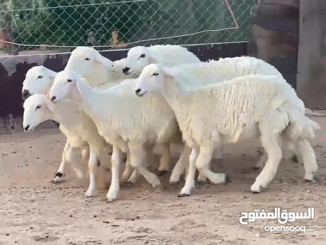 اضاحي حري خروف