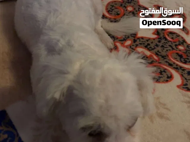 جلبه مالتيز عمرها ثلاث شهور