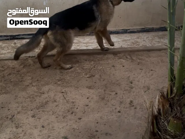 ايلالالاللللل
