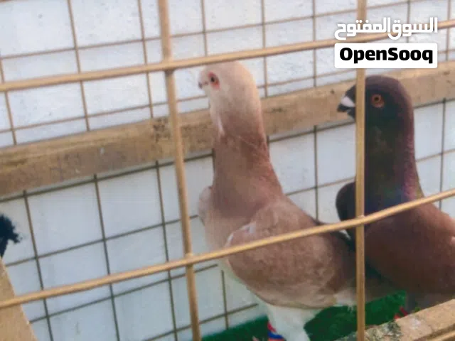 فراخ ومخالف جديده بلوحن
