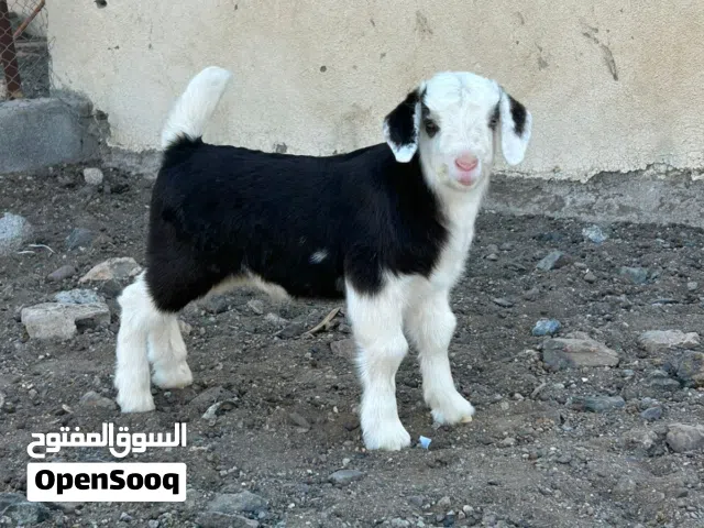 للبيع شاه هيه وولدها جدي مشروع فحل طيب مشاء الله  الحلال مستوى قوي وجدي مشروع فحل