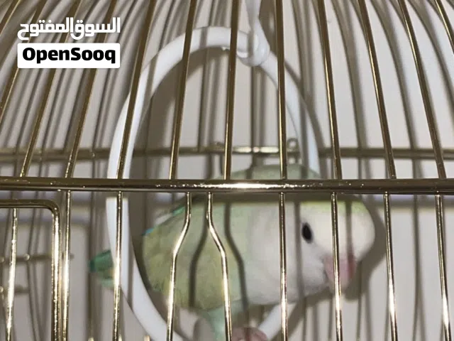 البينو روز اليف