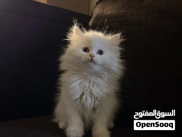 Shiriazy Kittens