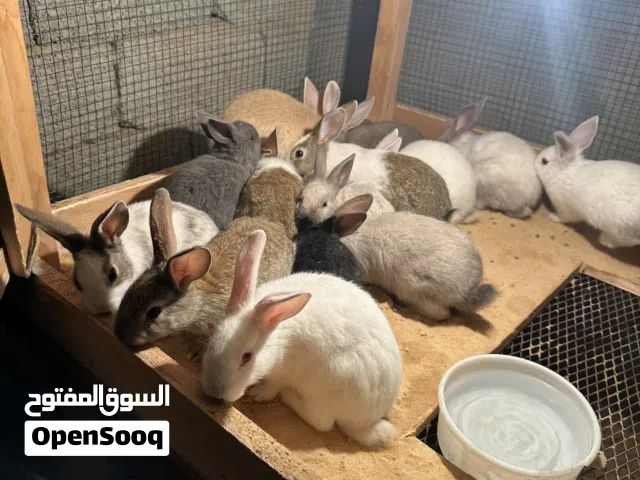 ارانب صغار هجين بين سيامي والالماني العدد40 طرف. عمرهم بين شهر و الشهرين