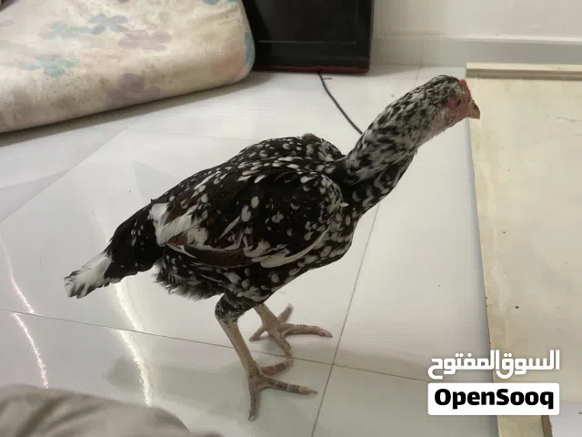دجاجة بوليا
