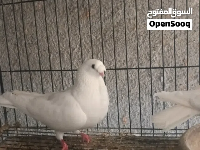 طيور * حمام * بط افراخ