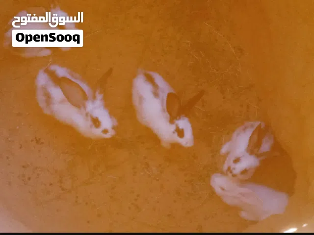 السلام عليكم عندي ارانب للبيع اقراء الوصف