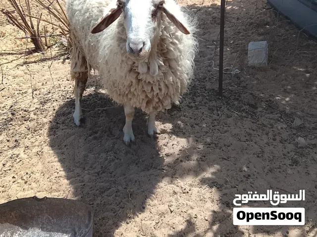 نعجه حايل مشاء الله ميزان