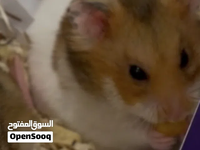 هامستر ذكر  شرط اليف  و شرط  انتاج