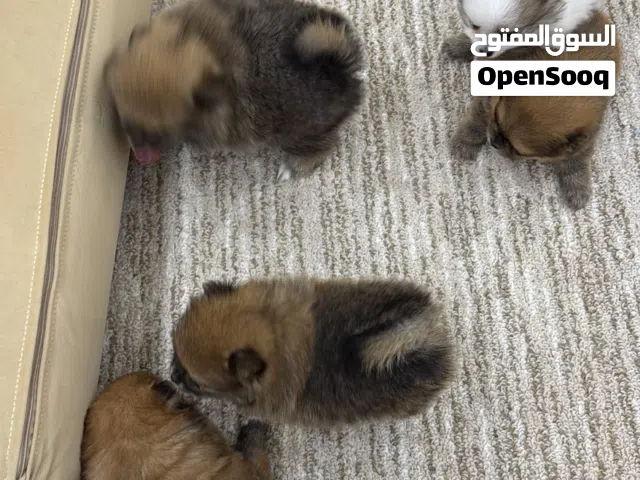 كلاب البمرينين