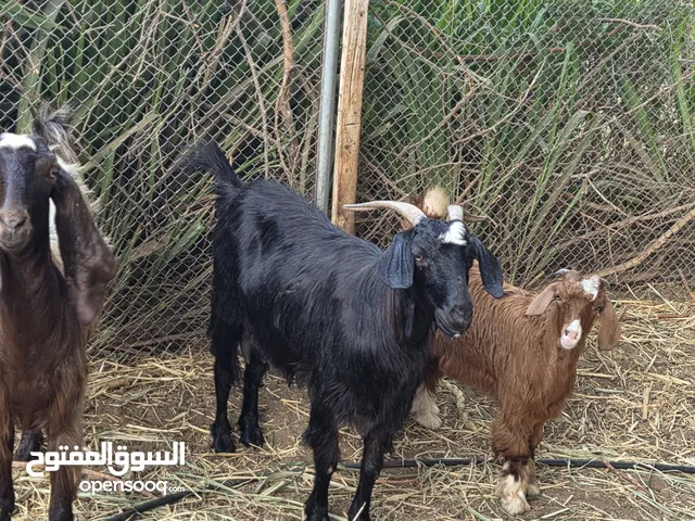 شاه عشار للبيع خالية من العذاريب