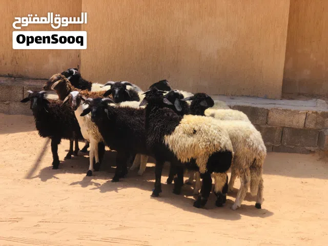 السلام عليكم عدد10 فيهم 7خرفان و3فطايم