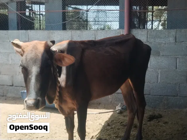 للبيع بقره