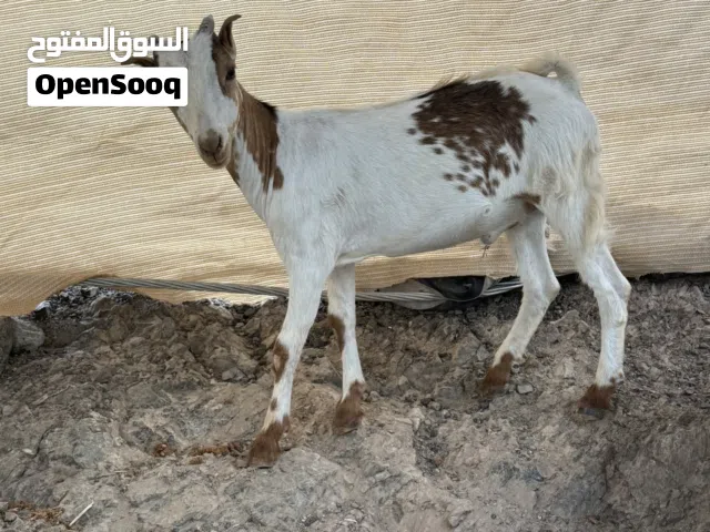 للبيع تيس وبكره العدد 2