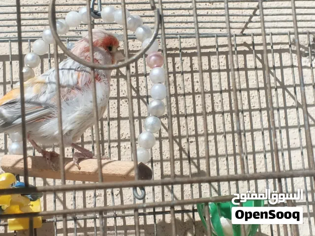 طيور كنار للبيع او للبدل