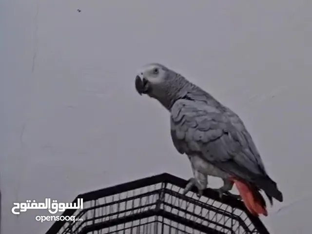 كاسكو للبيع