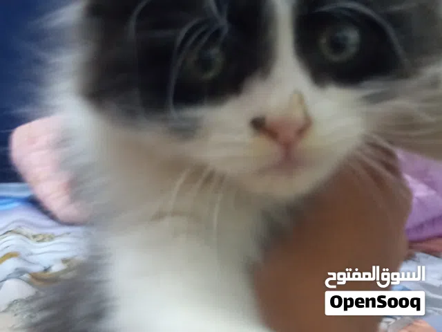 قطة شيرازية (راغدول مكس) تجنن للبيع العمر شهرين