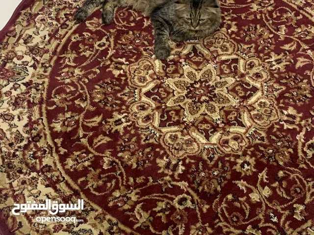 قطط شيرازية للبيع العدد 2