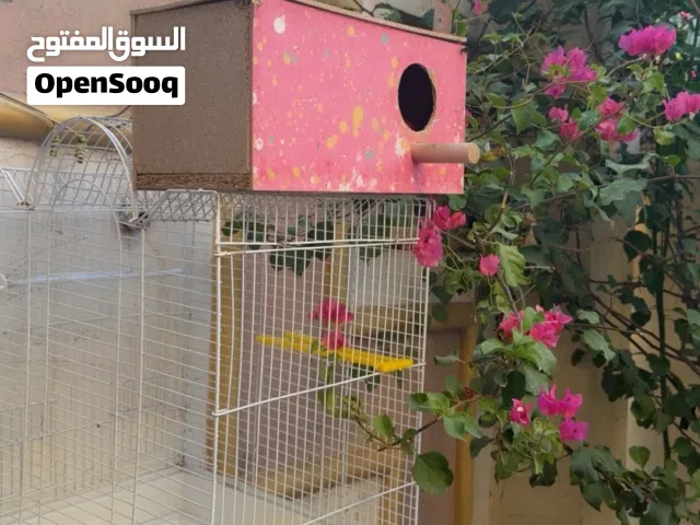 قفص طيور بسعر مناسب