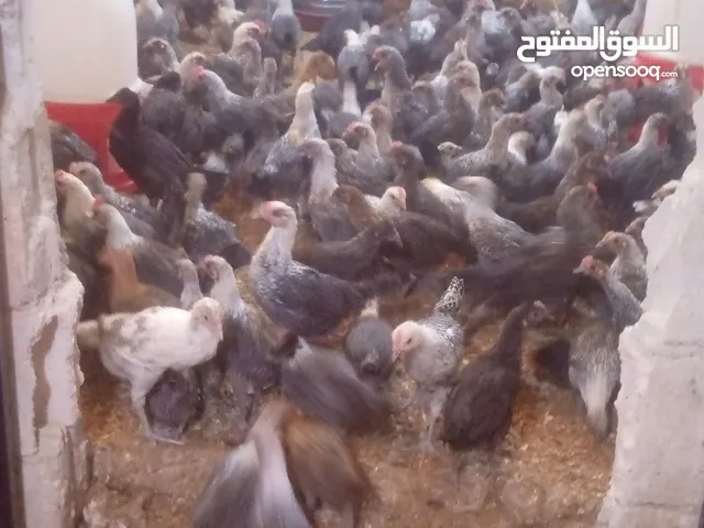 فراخ دجاج عمر شهرين و 10 ايام بلدي وفيومي مطعمات انضاف سعر الحبه 175 قرش للحبه